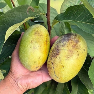 MARIA`S JOY Asimina triloba / Pawpaw / "Indijanska banana"